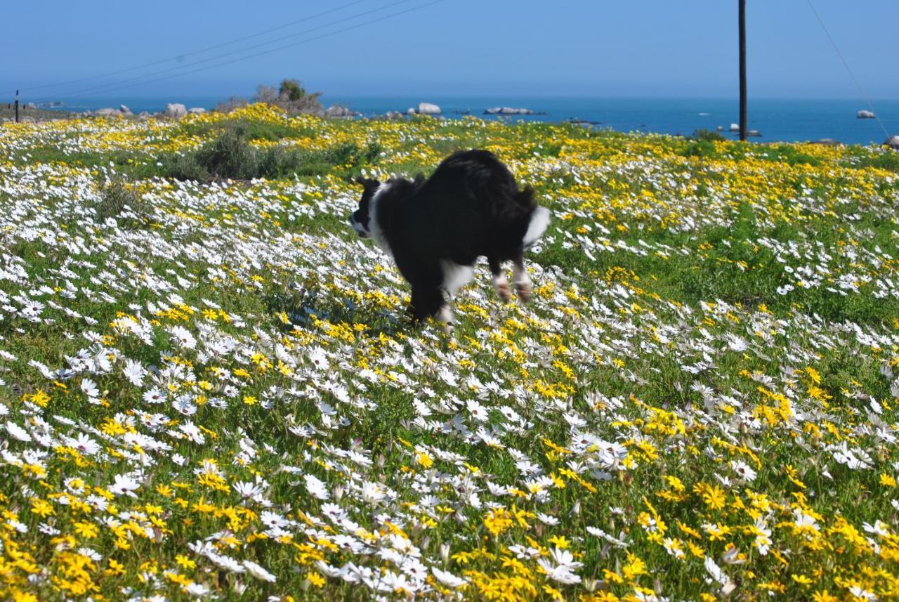 Stay At Bokkoms In Paternoster Self Catering Accommodation Екстериор снимка